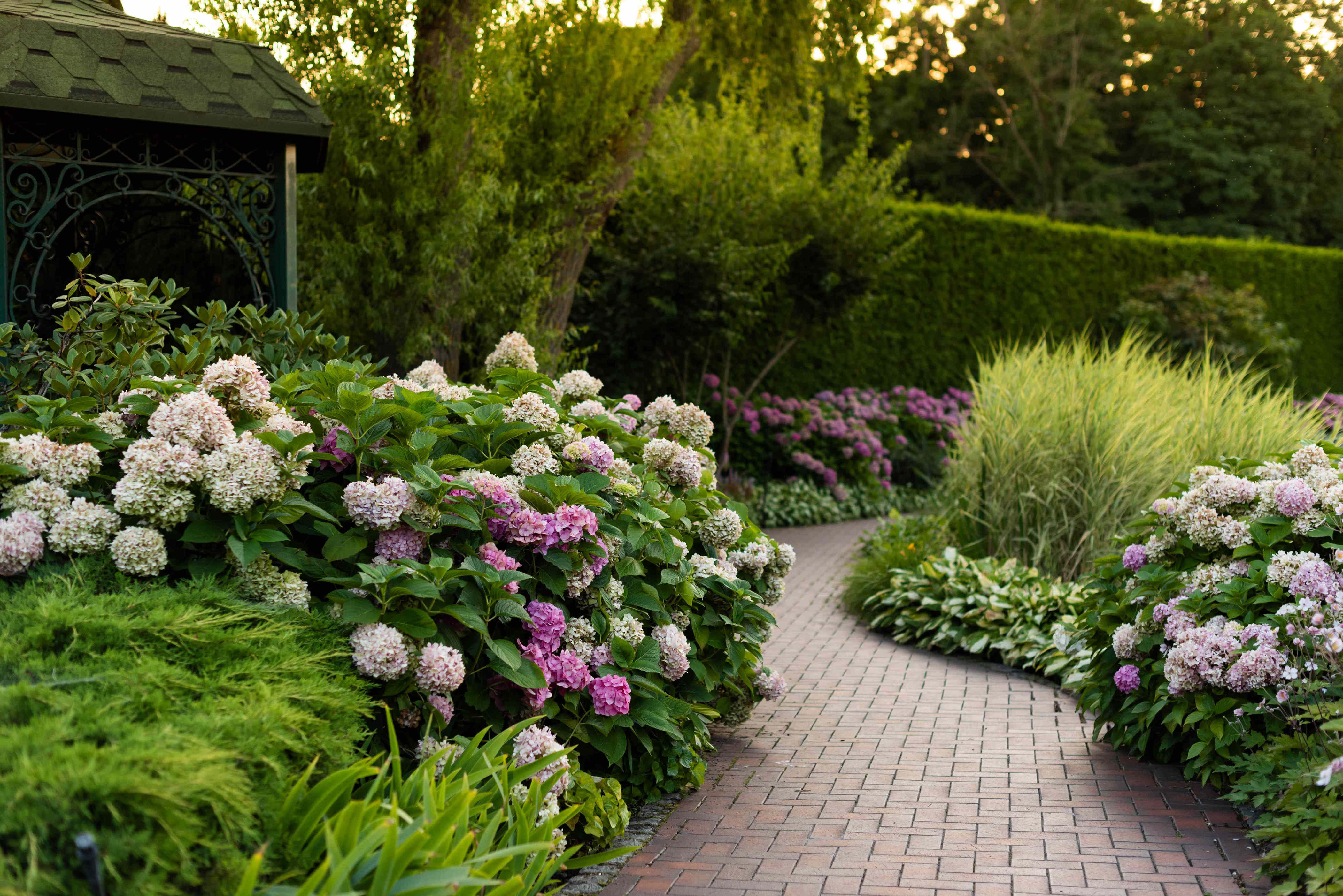 5 long-blooming perennials that flower again and again all season long