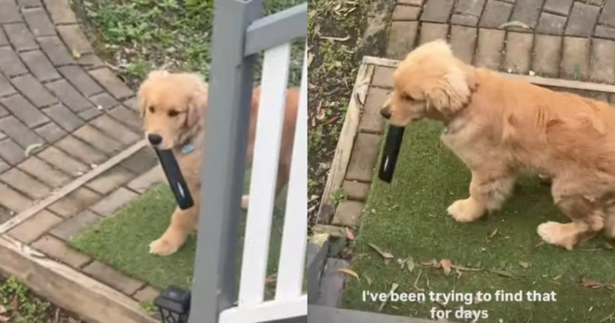 Mom Loses TV Remote Only To Find Golden Retriever Puppy Hiding It for So Long