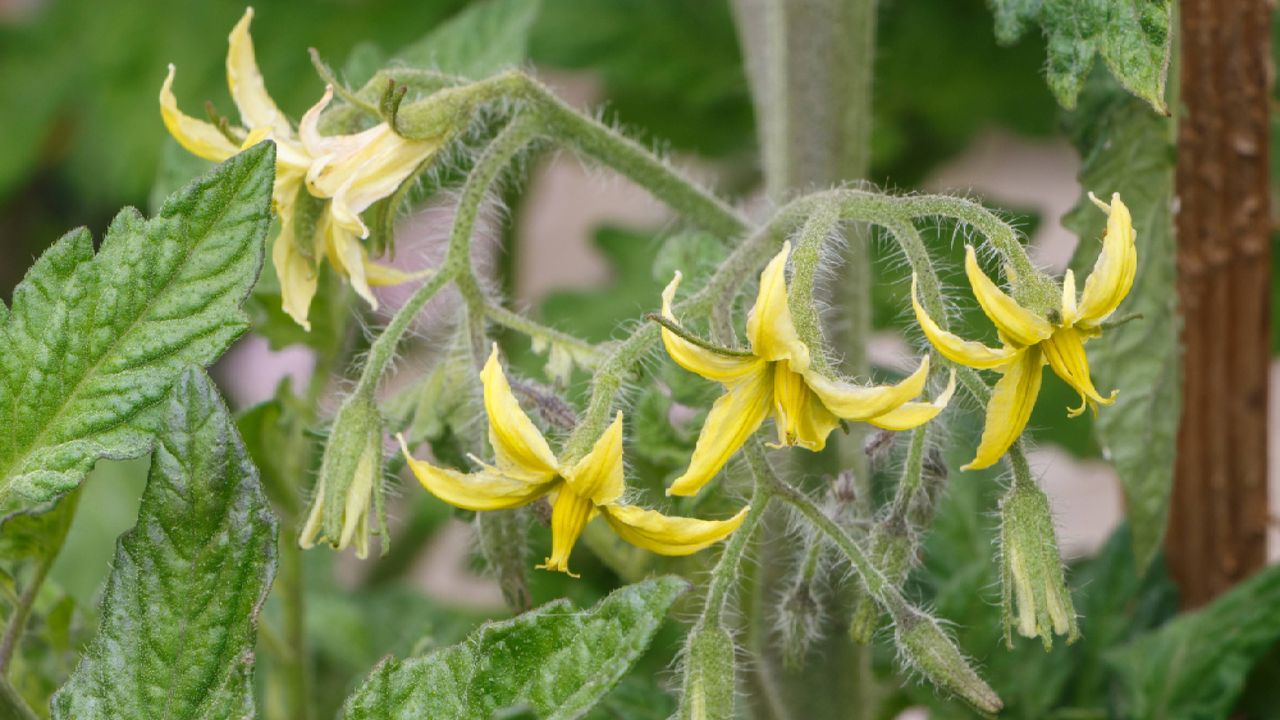My tomato plants were dropping flowers — then I tried this 2-second pollination hack