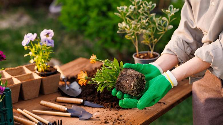 Don't Toss That Jar Lid — Use It For This Handy Garden Hack