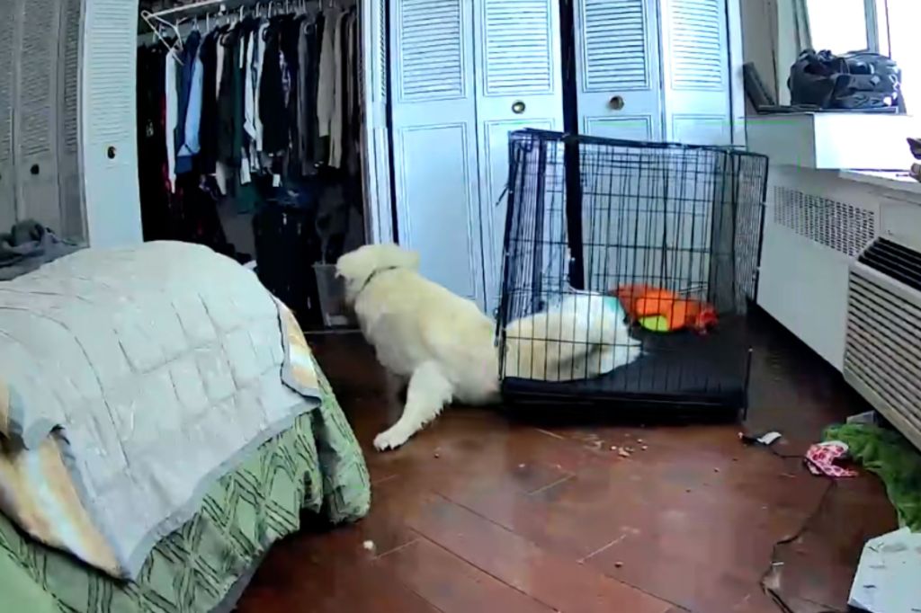 Rescue dog squeezing through crate