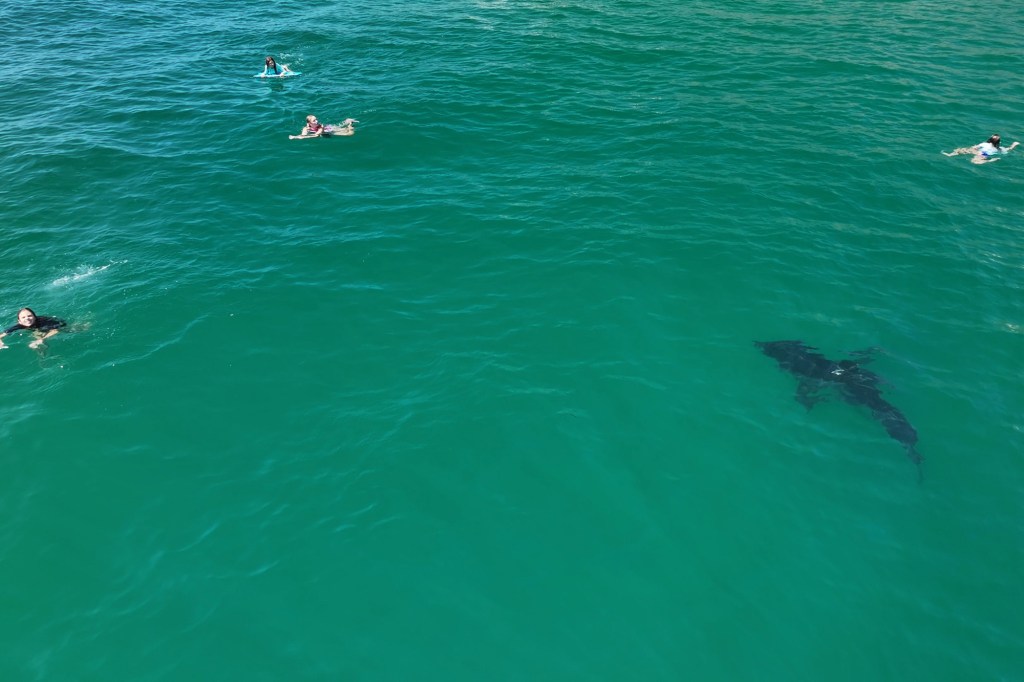 10-foot great white shark stalks children in SoCal