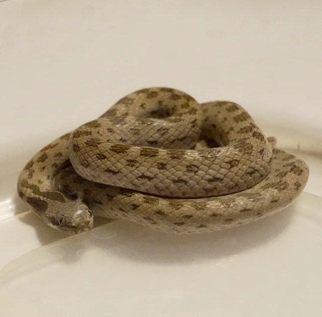 After 46 years without a sighting, a tiny snake turns up inside a Phoenix home