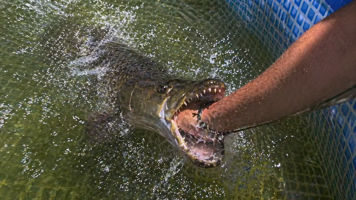 They were training this fish to attack... and it backfired immediately