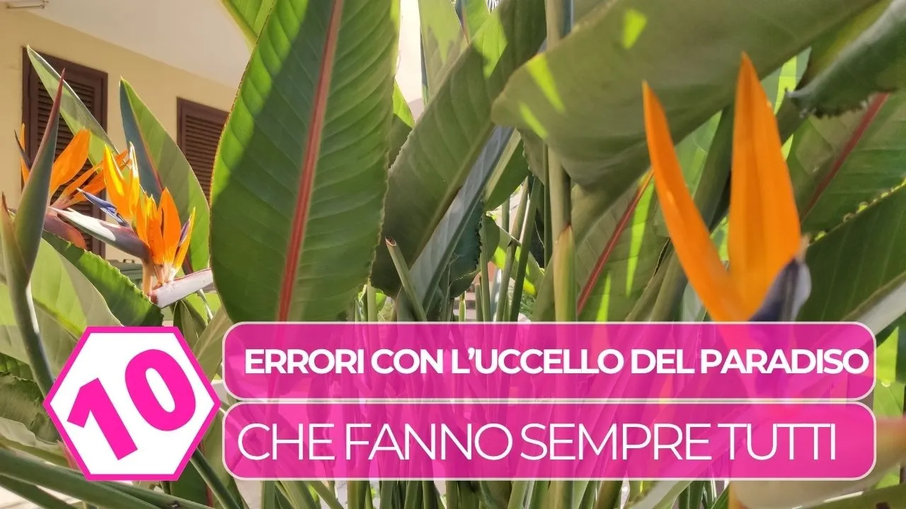 10 errori che fanno sempre tutti con l'uccello del paradiso