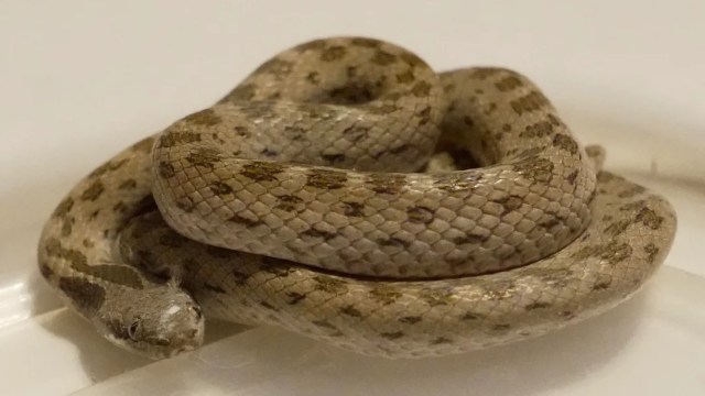 A coiled light brown snake with darker spots resting on a flat surface.