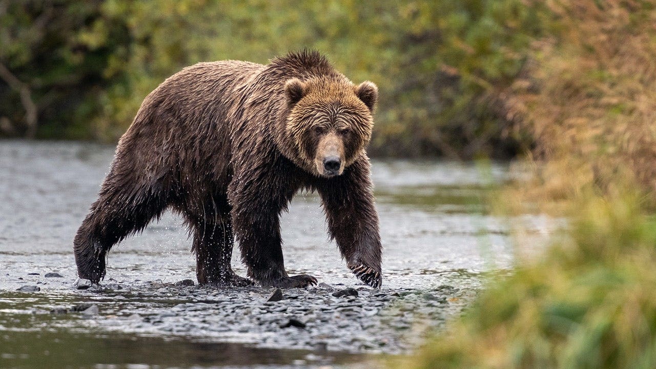 Wildlife photographer stays ice-cold as massive brown bear walks right up to his camera