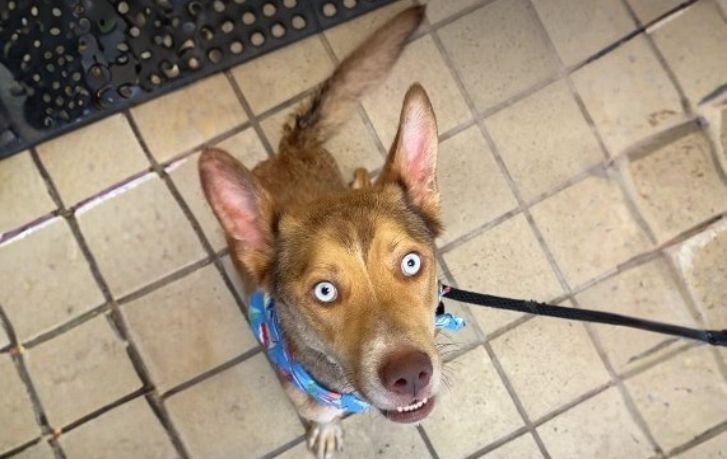 Twice-Abandoned Max Shows Why Recovery Dogs Need the Right Home