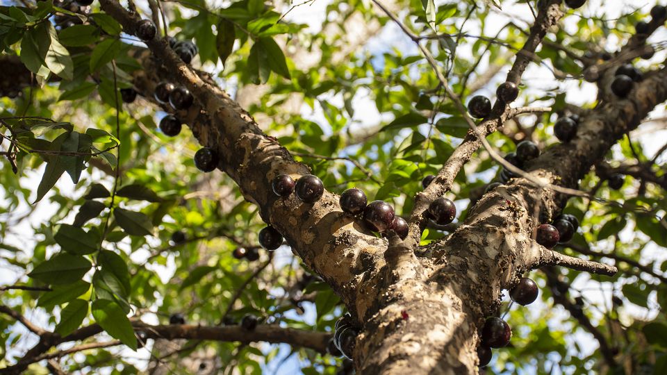 Jabuticaba is a grape-like fruit that grows straight out of the trunk of its tree. - IltonRogerio/iStockphoto/Getty Images