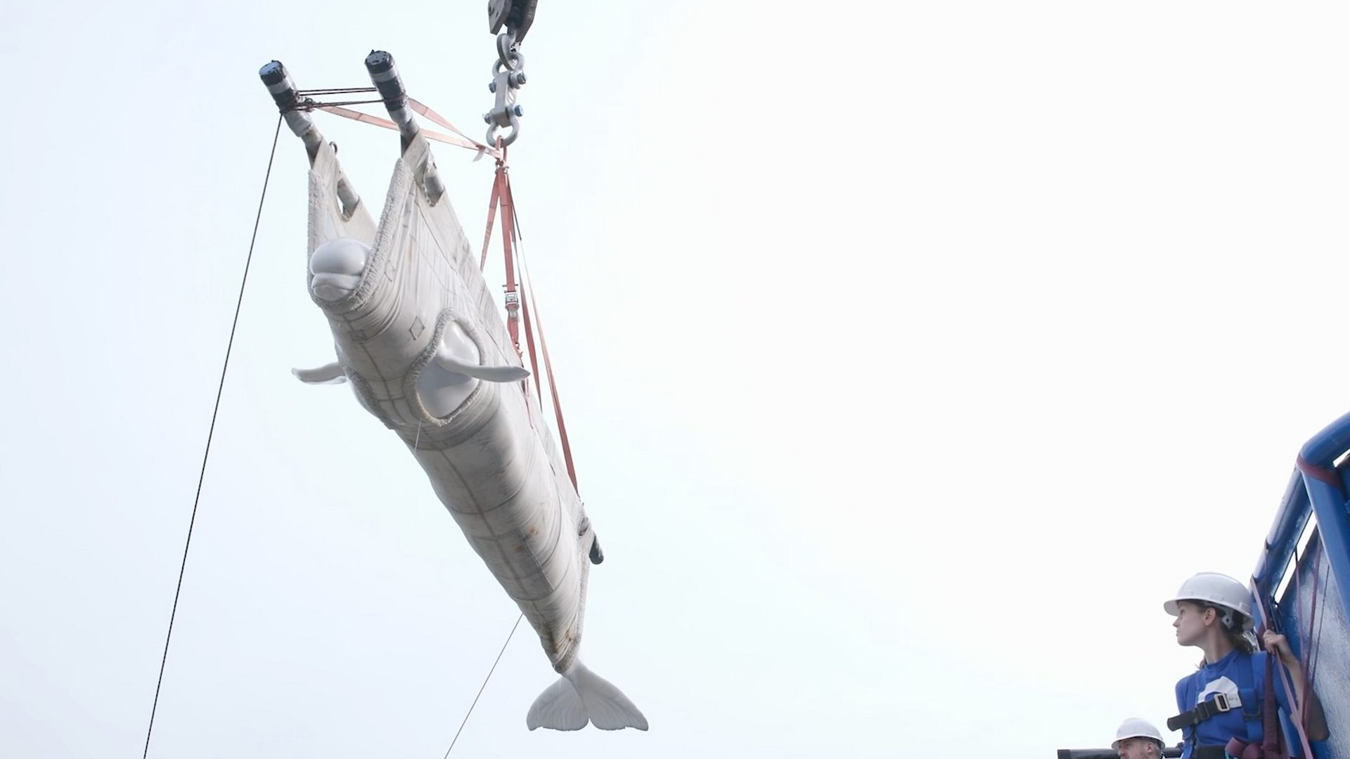 Beluga whales relocated from closed Canadian marine park arrive in US