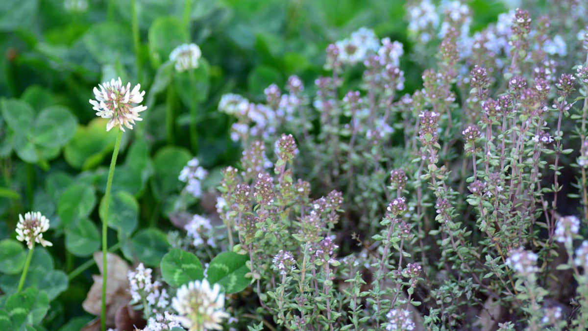 Tired of Watering the Lawn? Gardeners Are Replacing Grass With These 5 Low-Maintenance Ground Covers