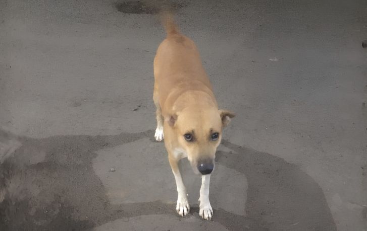 Rescue Dog Led Florida Deputy to Missing 86-Year-Old Woman