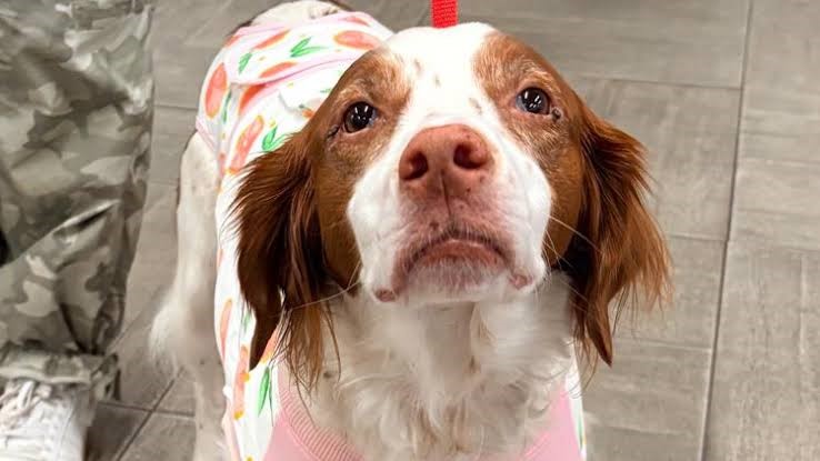 Dog survives branch impalement after fast trip to emergency vet