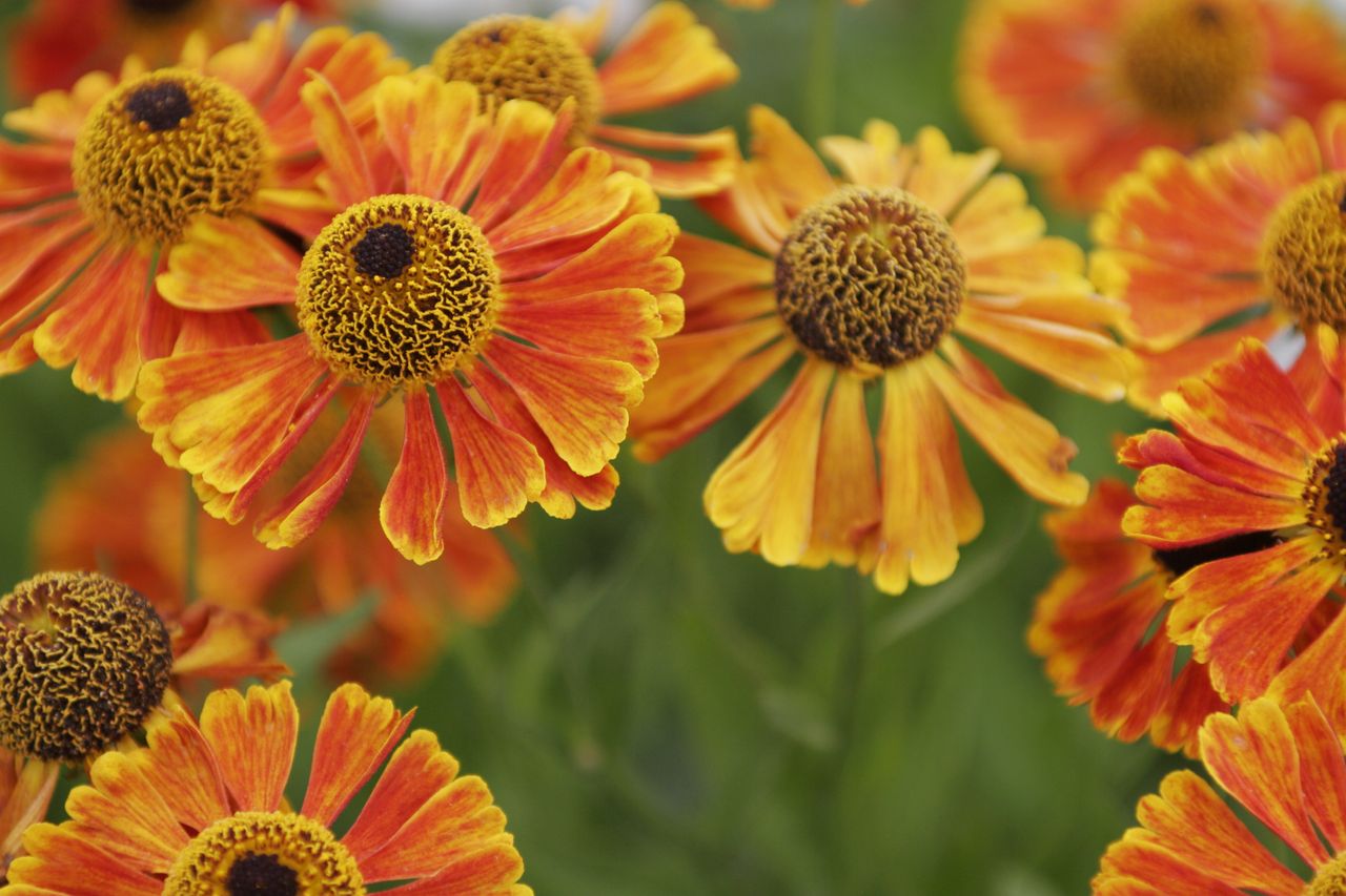 Sneezeweed