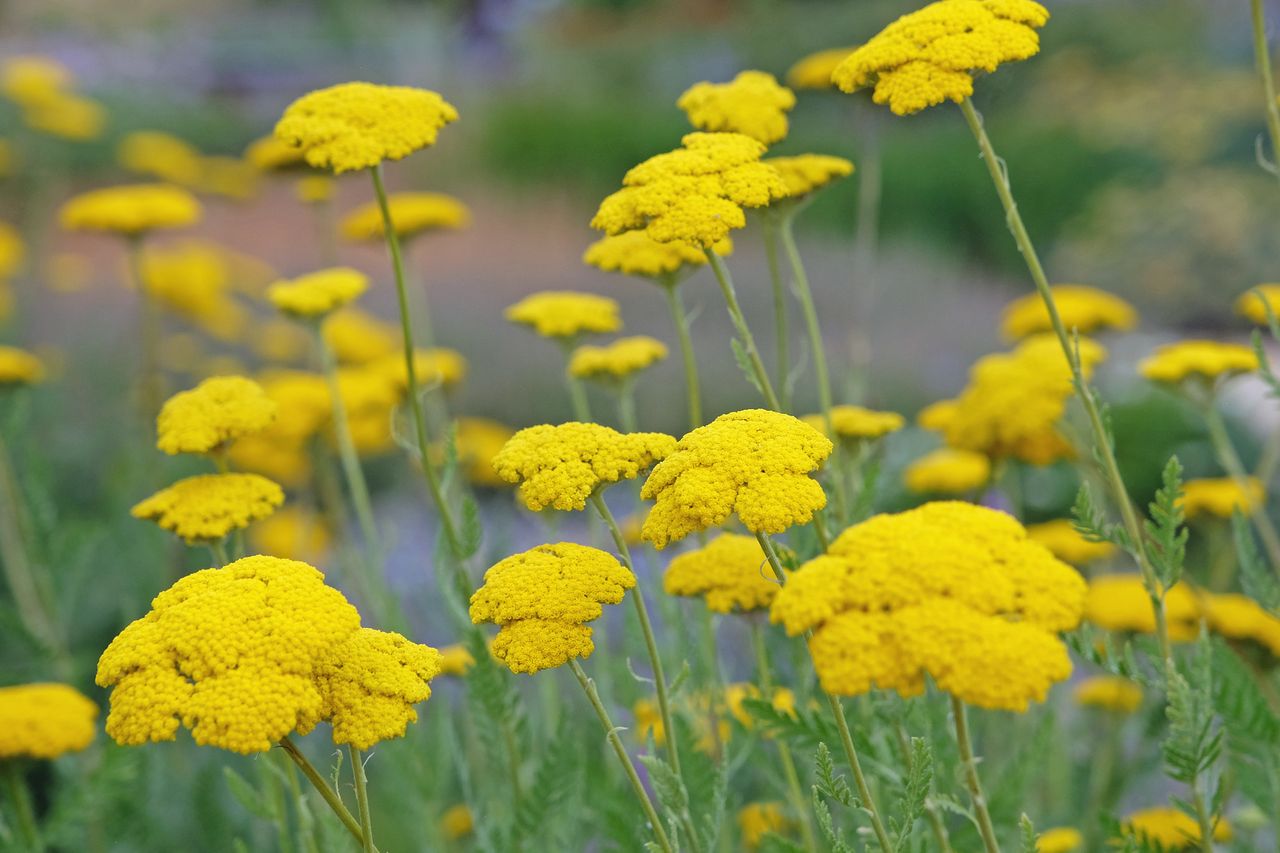 Yellow achillea flowers in a garden focus