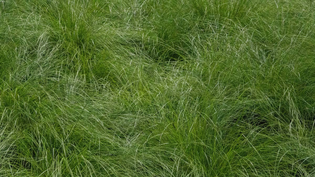 a-field-of-tall-grass-with-lots-of-green-leaves-stockpack-unsplash