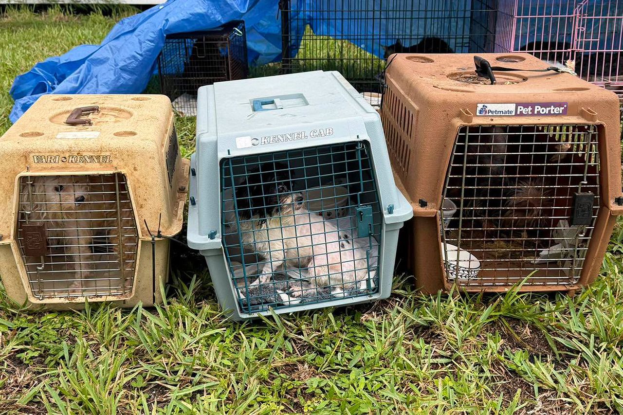 At least 70 cats, dogs found in home of USPS worker who ‘collected' feral animals