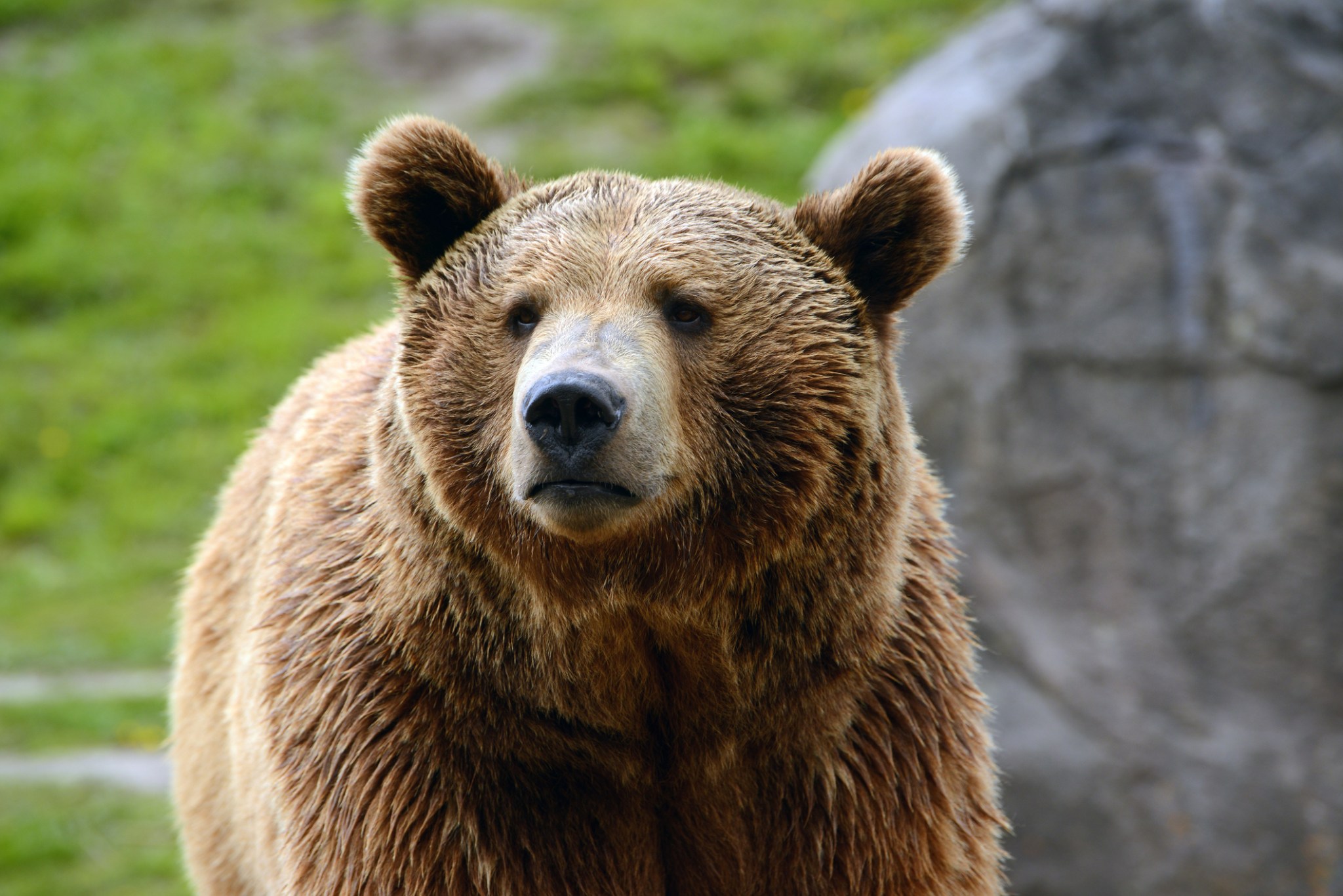 Bear report reveals dramatic details of fatal attack in national park