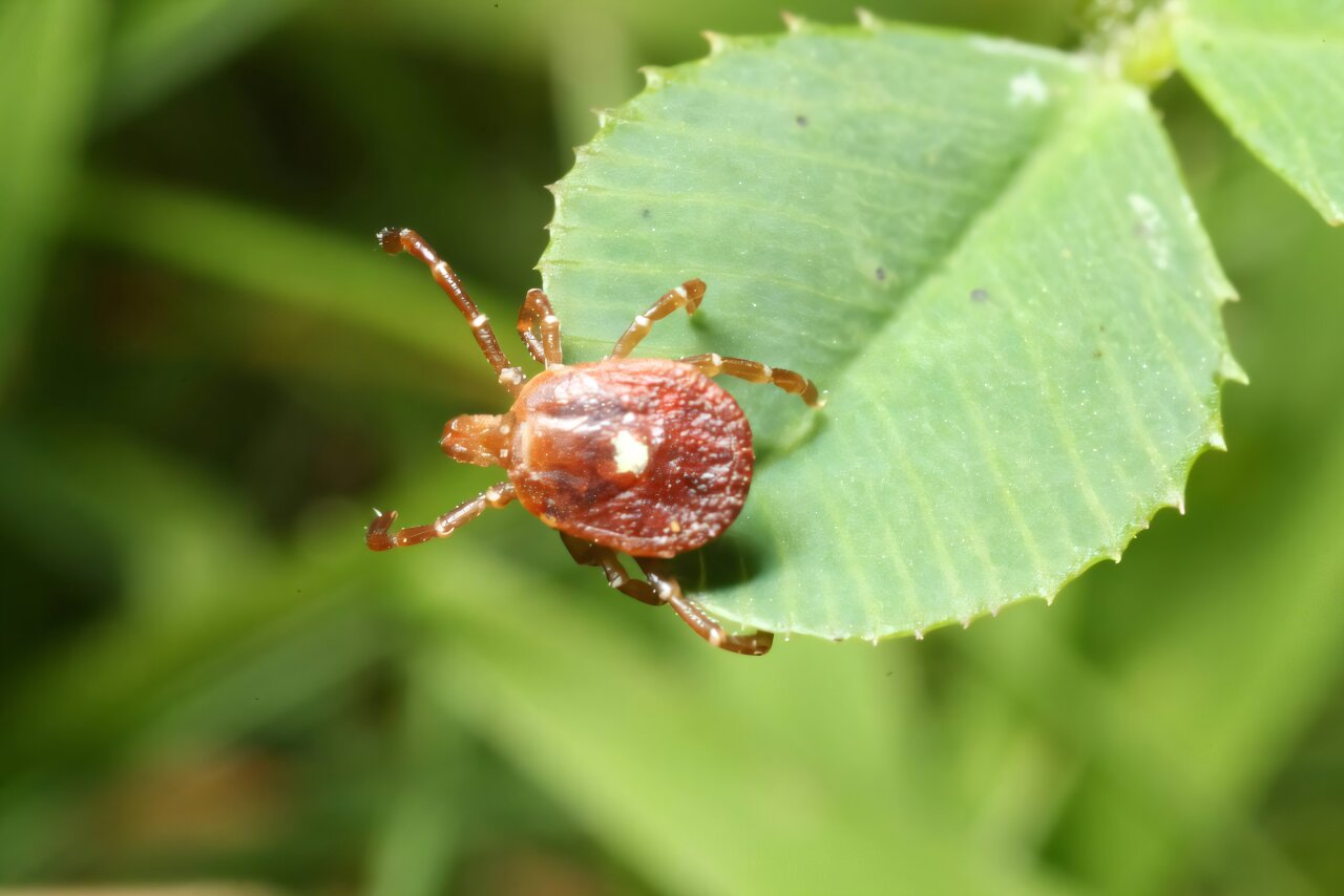 The lone star tick is bringing another infection concern, the Bourbon virus