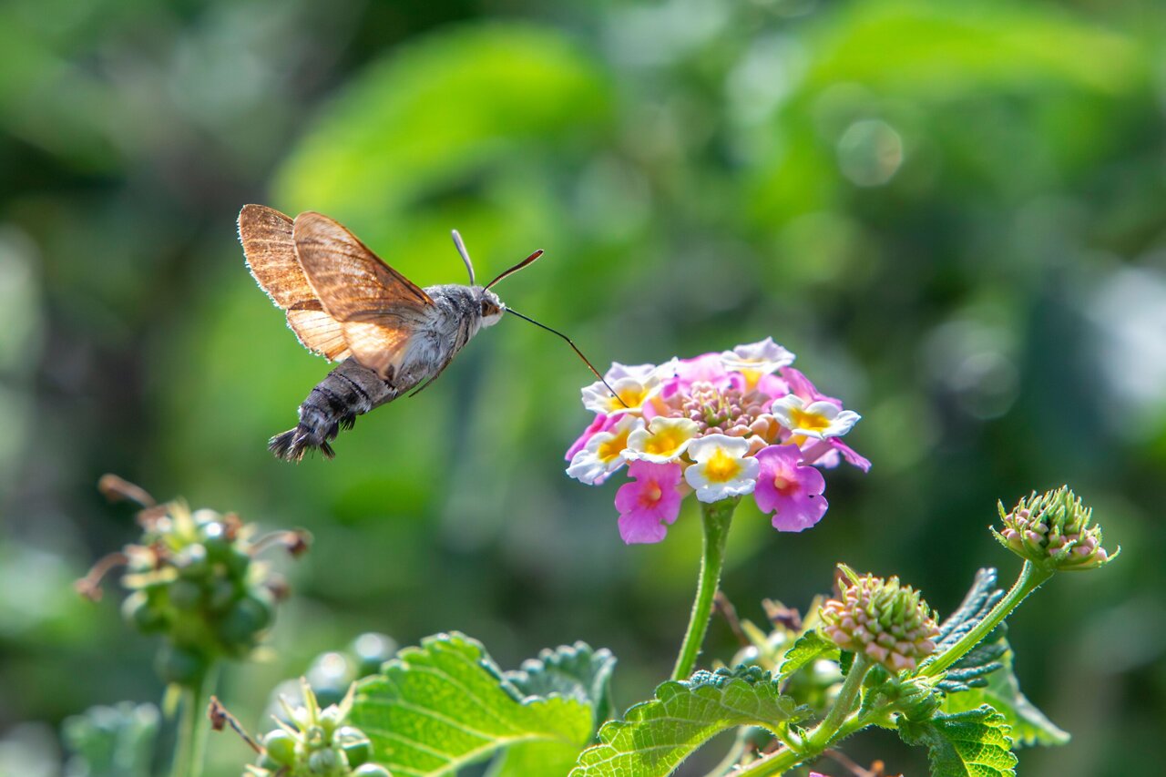 Left or right? Moths use a preferred side to inspect flowers for nectar