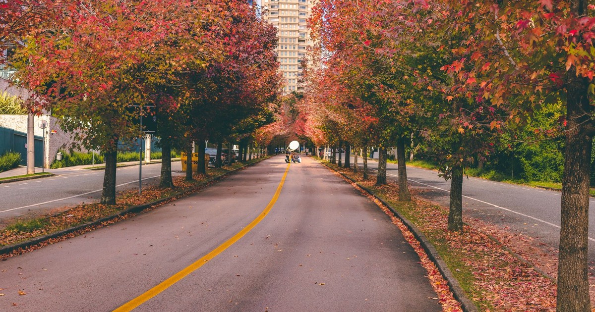 Scenic autumn avenue in Curitiba, Brazil, with vibrant trees lining the street.