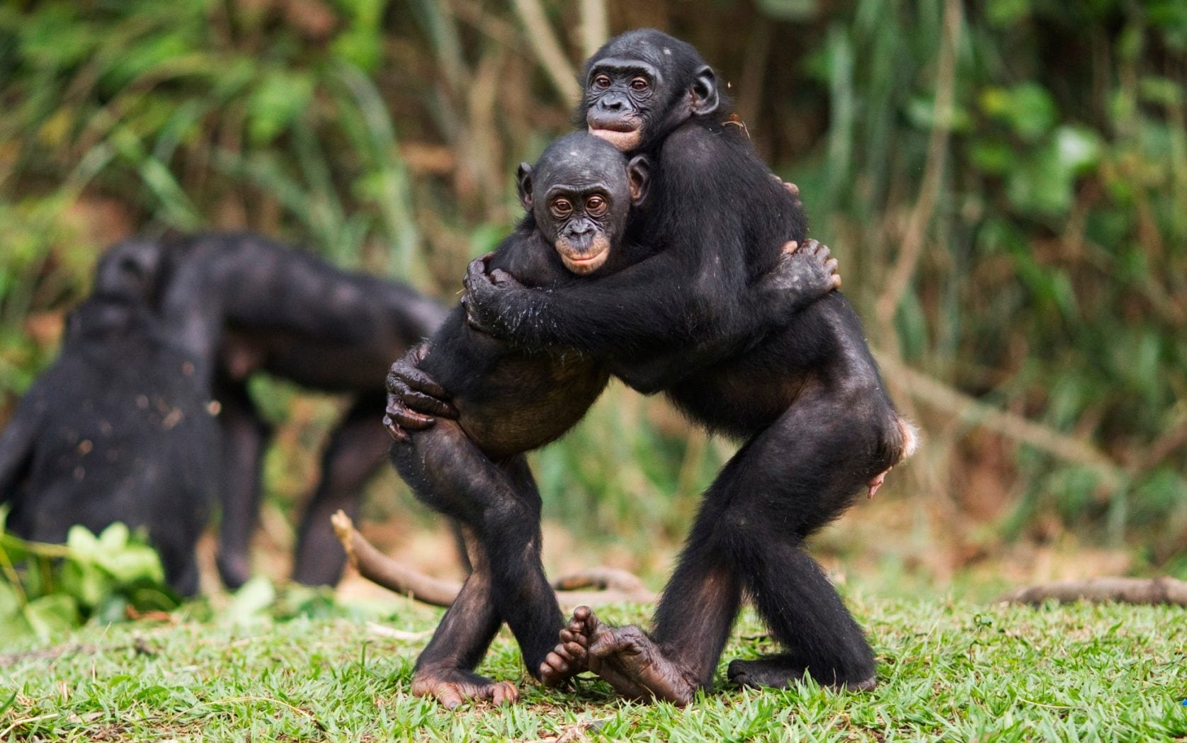 Bonobos hugging