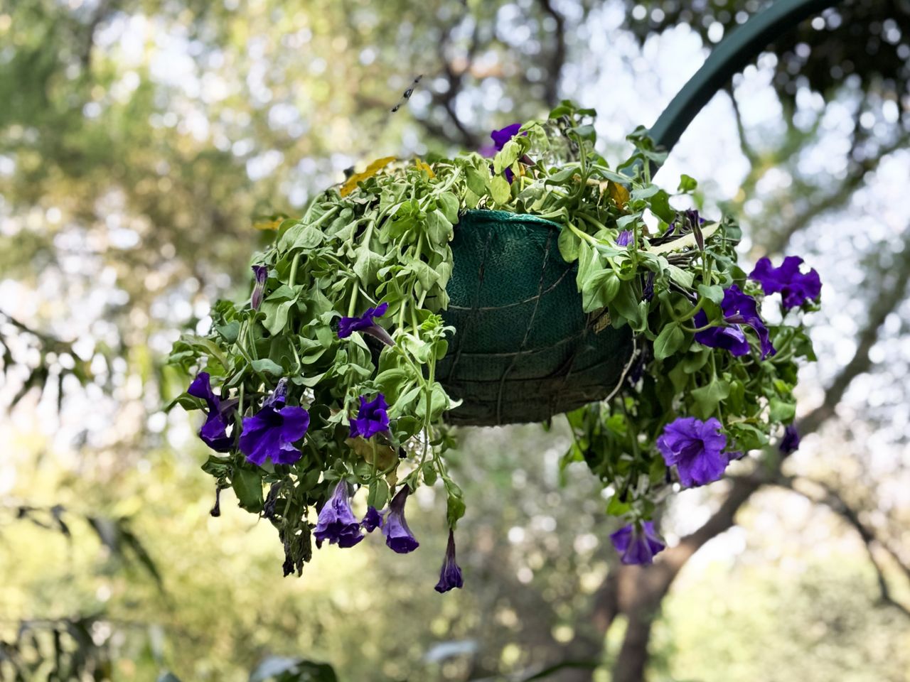 petunia wilting in hanging planter