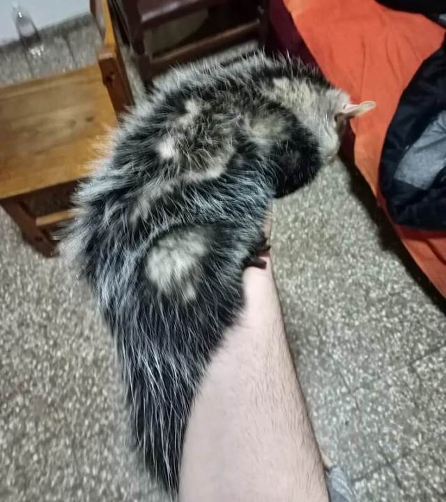 Barking dogs lead to a late-night rescue of an opossum dangling from house cables