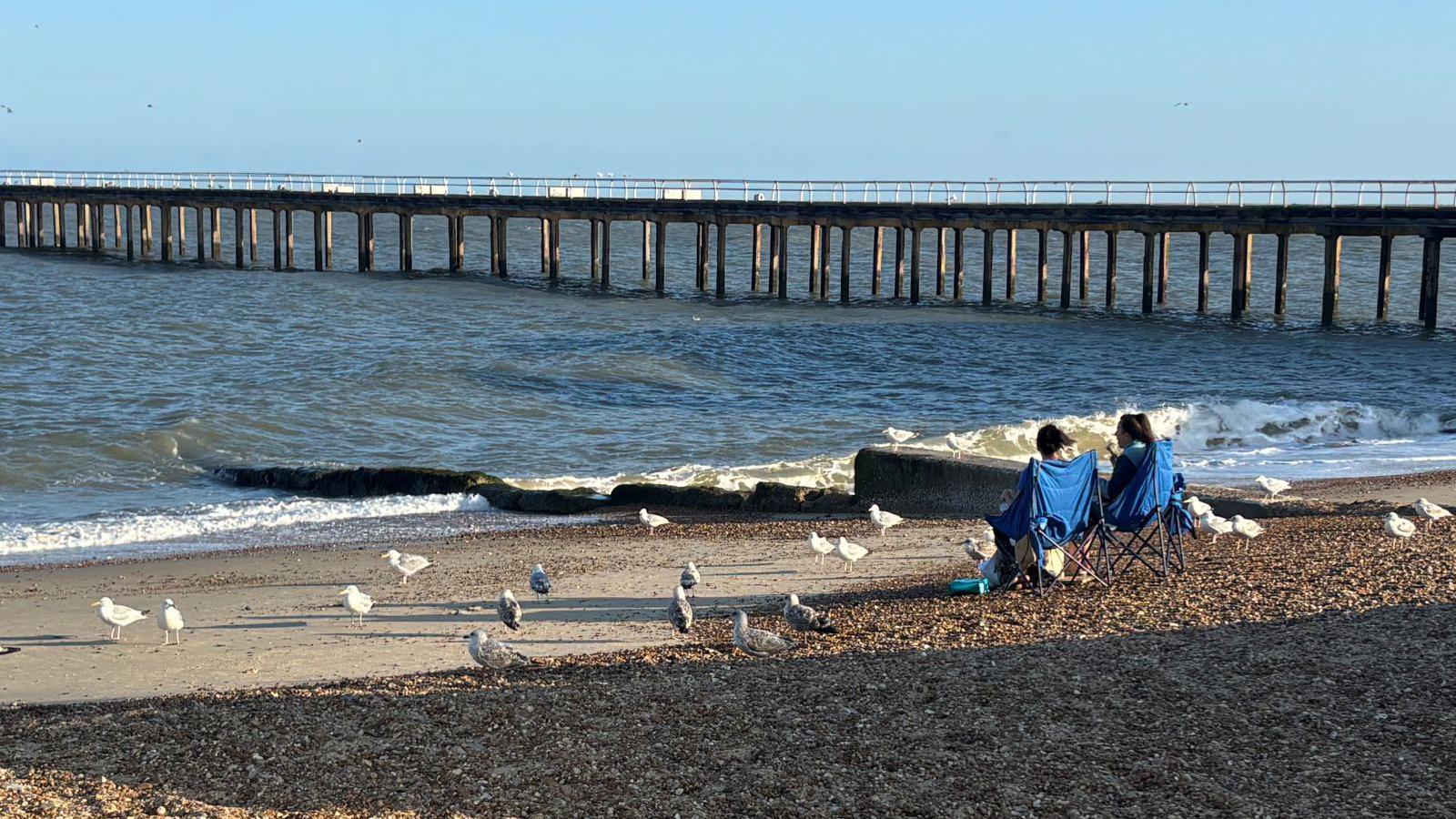 The British Trust for Ornithology advises that it is best not to feed the seagulls and for them to find food in their wider environment