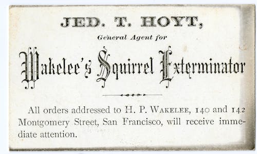 Squirrels become pests when they wander where people say they shouldn’t be.