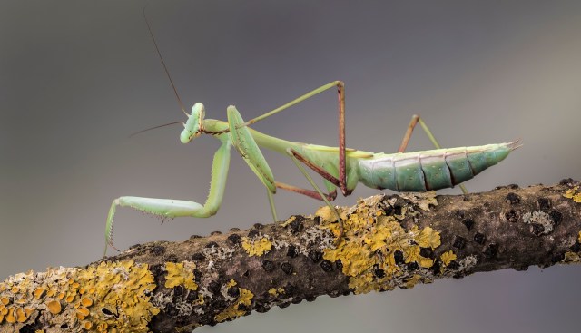 Europe's native mantises face a deadly new threat: invasive females mistaken for mates