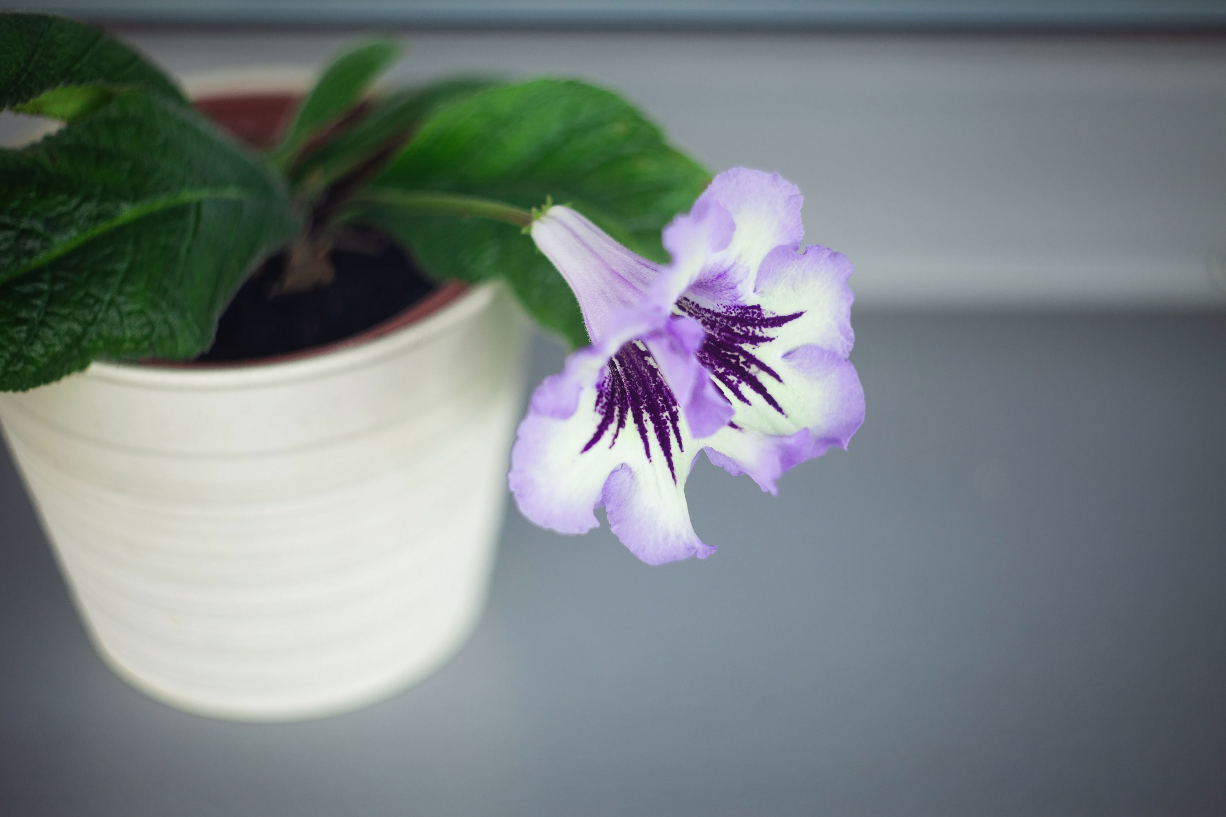 Cape primrose can flower for months at a time.