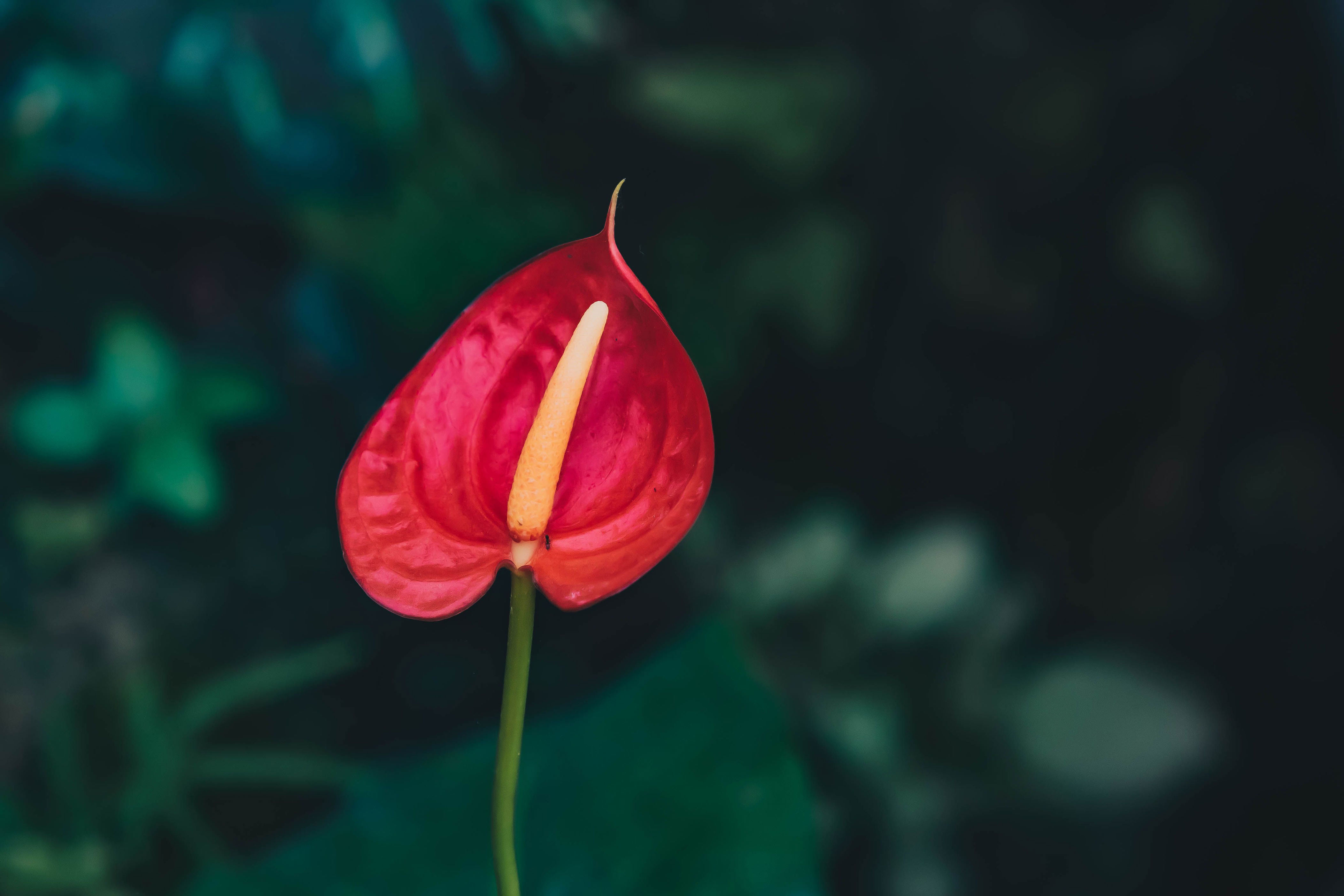 The red flower part of the flowering anthurium pictured here is actually a leaf.