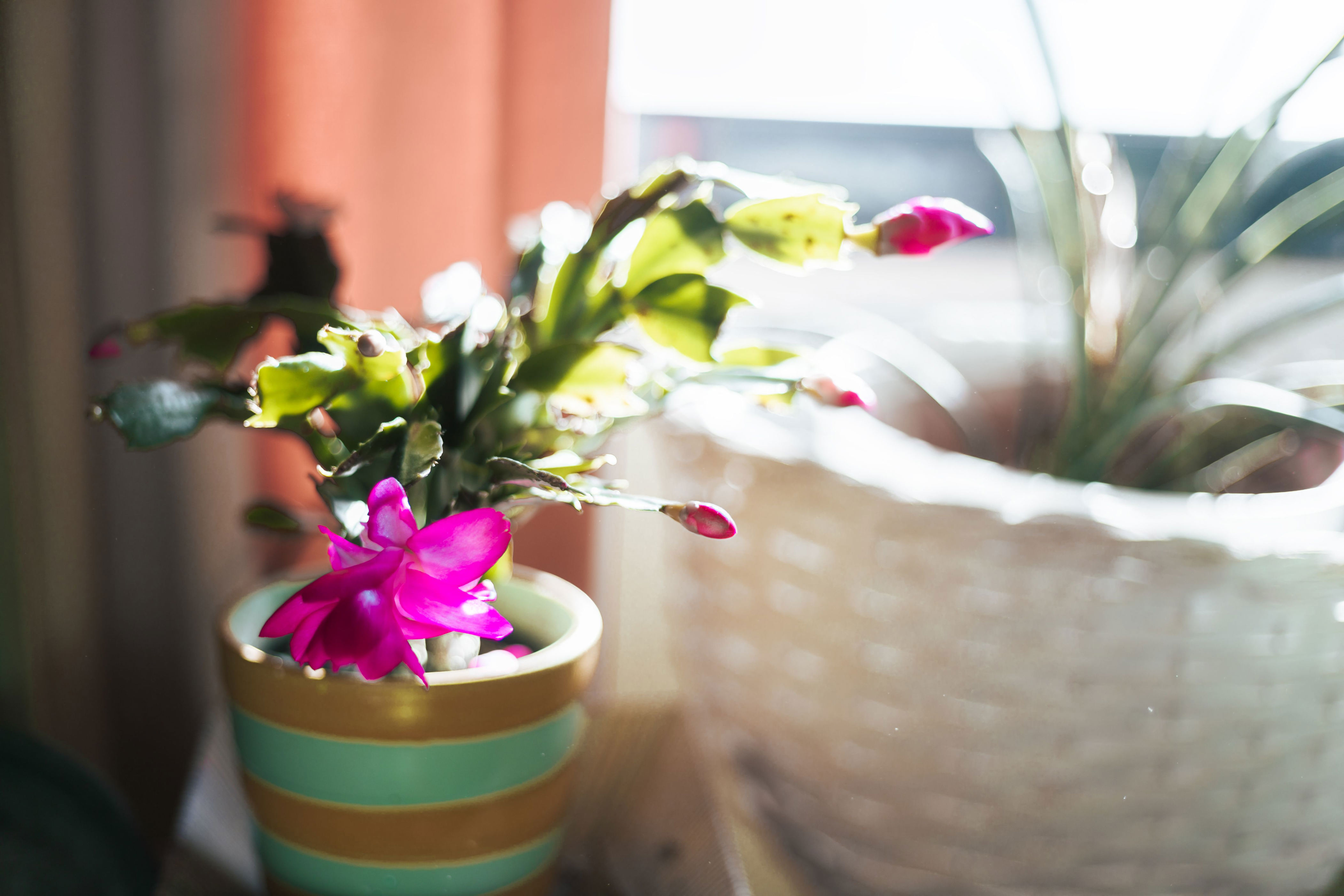 Holiday or Christmas cacti get their names from the time they generally flower in the Northern Hemisphere.