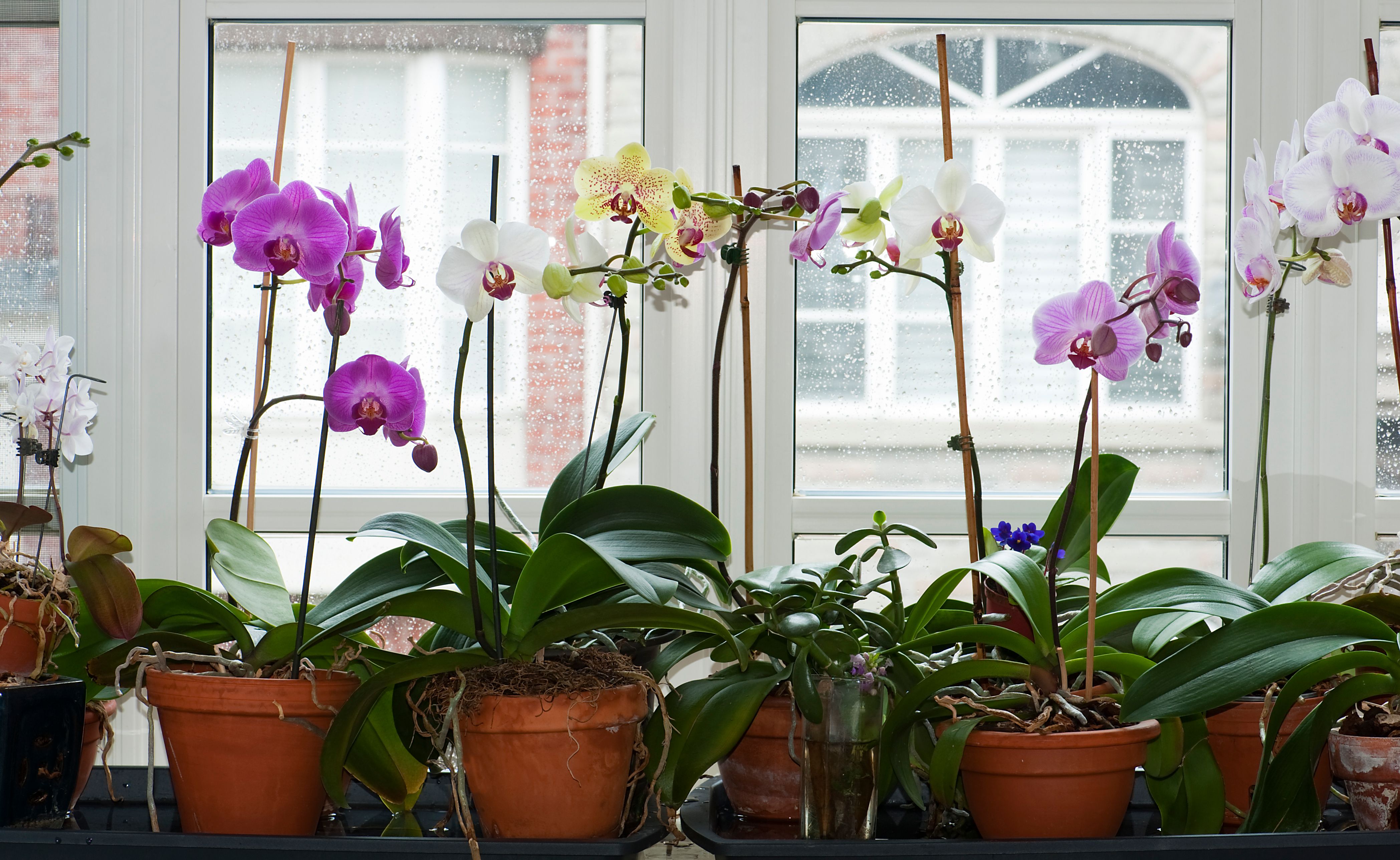 Moth orchids get their nickname from the winged insect.