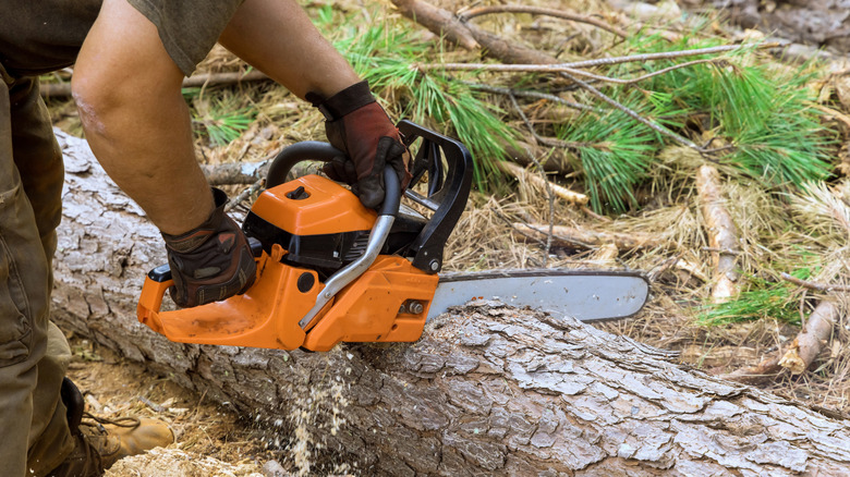 A person uses chainsaw to cut a fallen tree