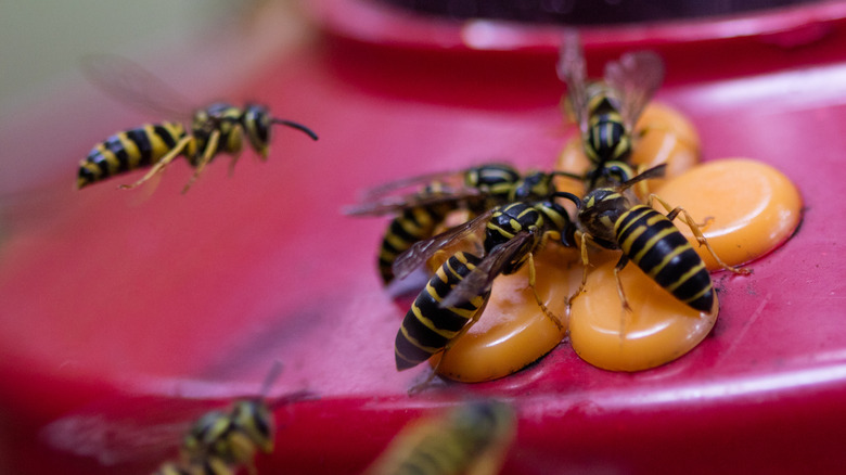 Helpful tips to keep wasps away from your hummingbird feeder