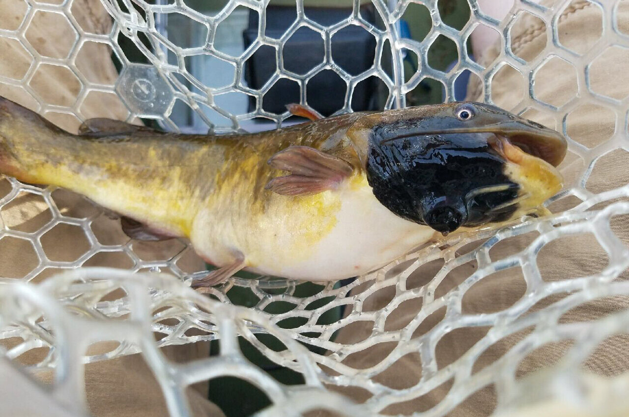 Transmissible cancer cells discovered in fish act more like parasites than traditional tumors