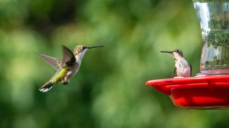 Helpful Tips To Keep Wasps Away From Your Hummingbird Feeder