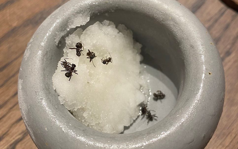 Restaurant owner facing jail for serving ant sorbet