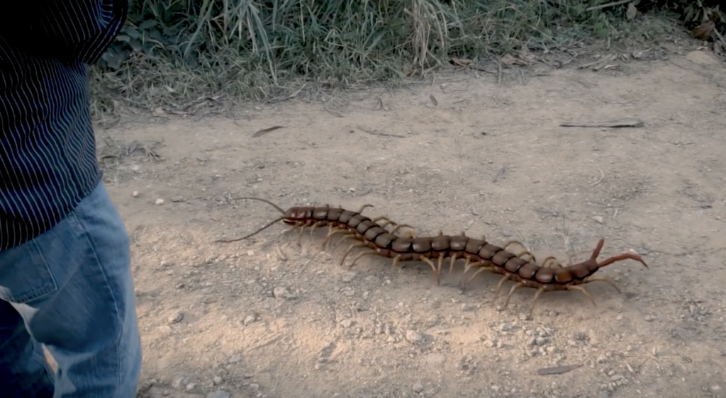Why a Giant Centipede Bite Is Every Hiker’s Nightmare