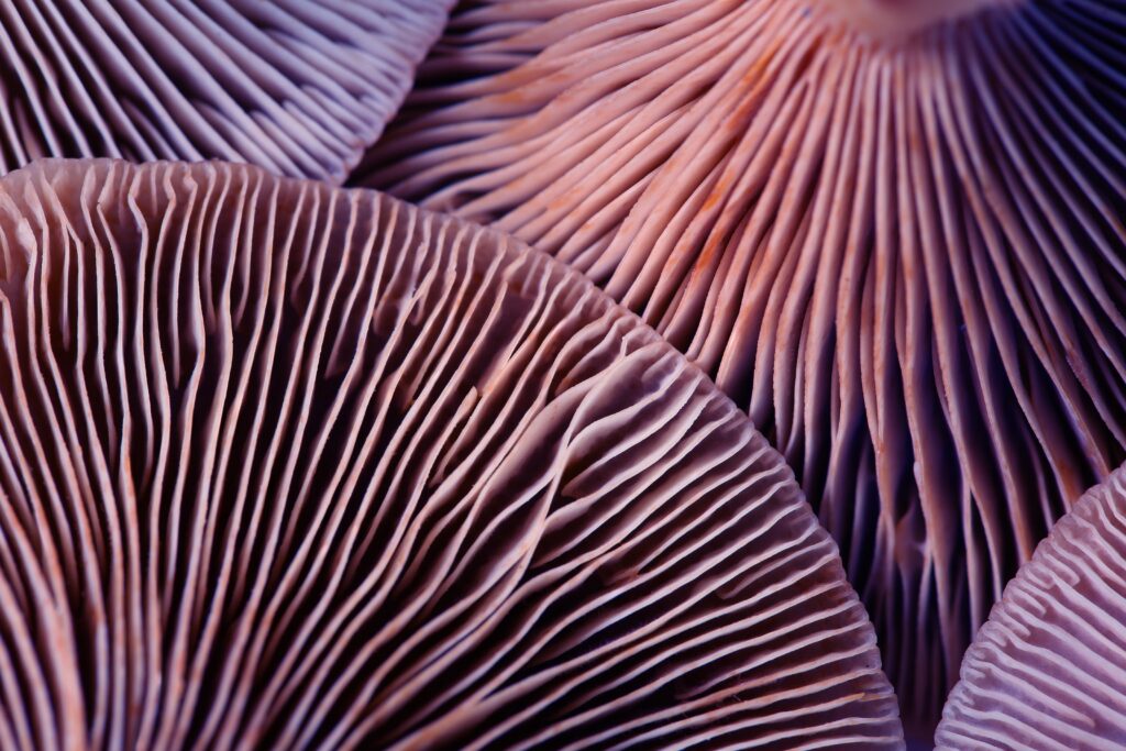 One magic mushroom dose can change the way your brain works – for the better