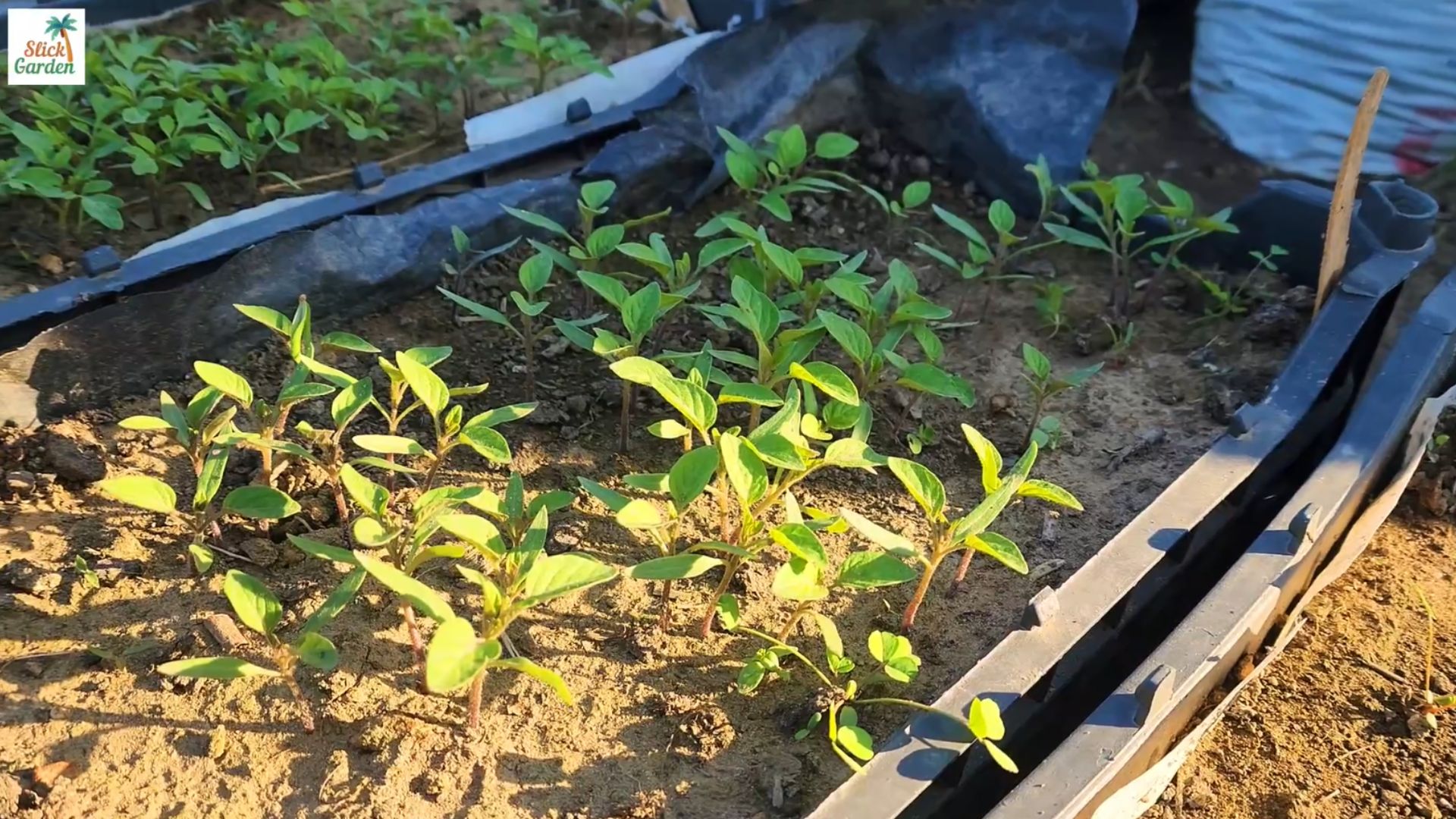 3 natural fertilizers for bigger tomatoes & faster growth