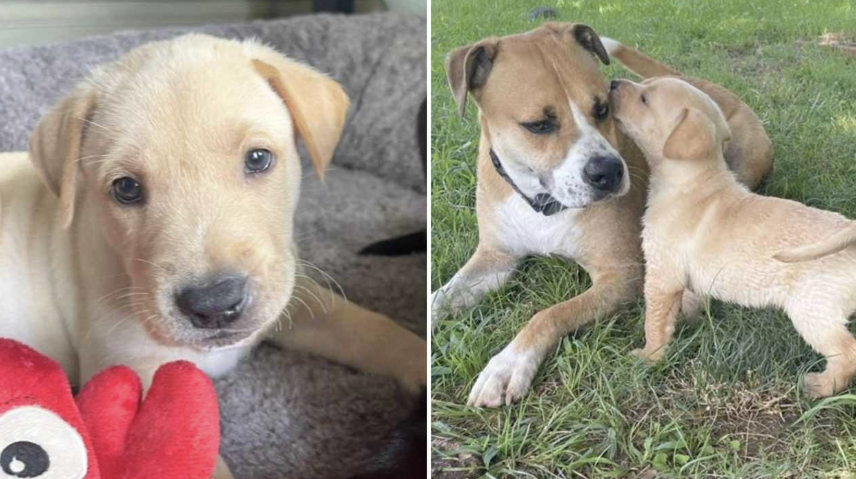 Meet Bowie Rocknroll: The Tiny 6-Week-Old Puppy Looking For Love After Being Surrendered