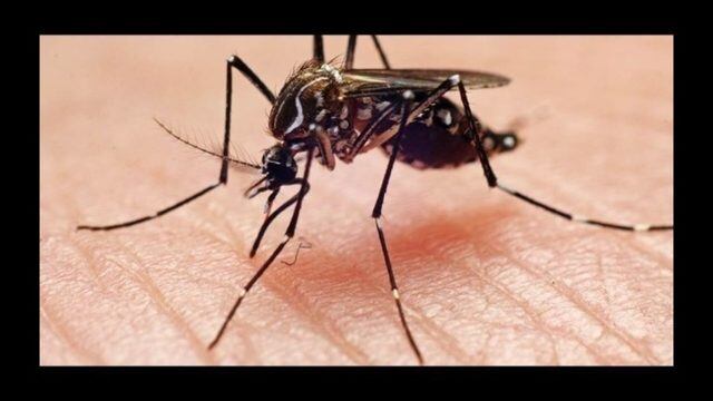 West Nile-positive mosquitoes detected in DeKalb County