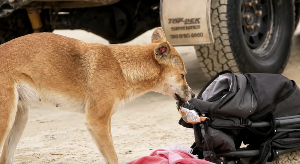 What to do the moment a dingo comes at you