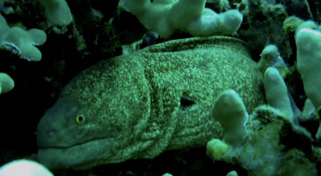 How to Survive an Electric Eel Shock and What Happens to Your Body