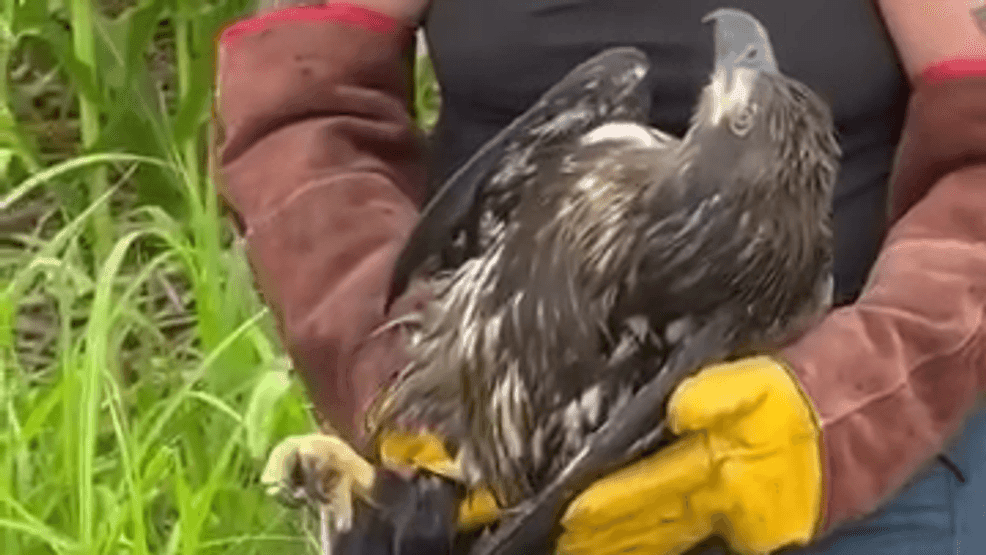 New information about bald eagle rescued after apparent injury in Tri-State