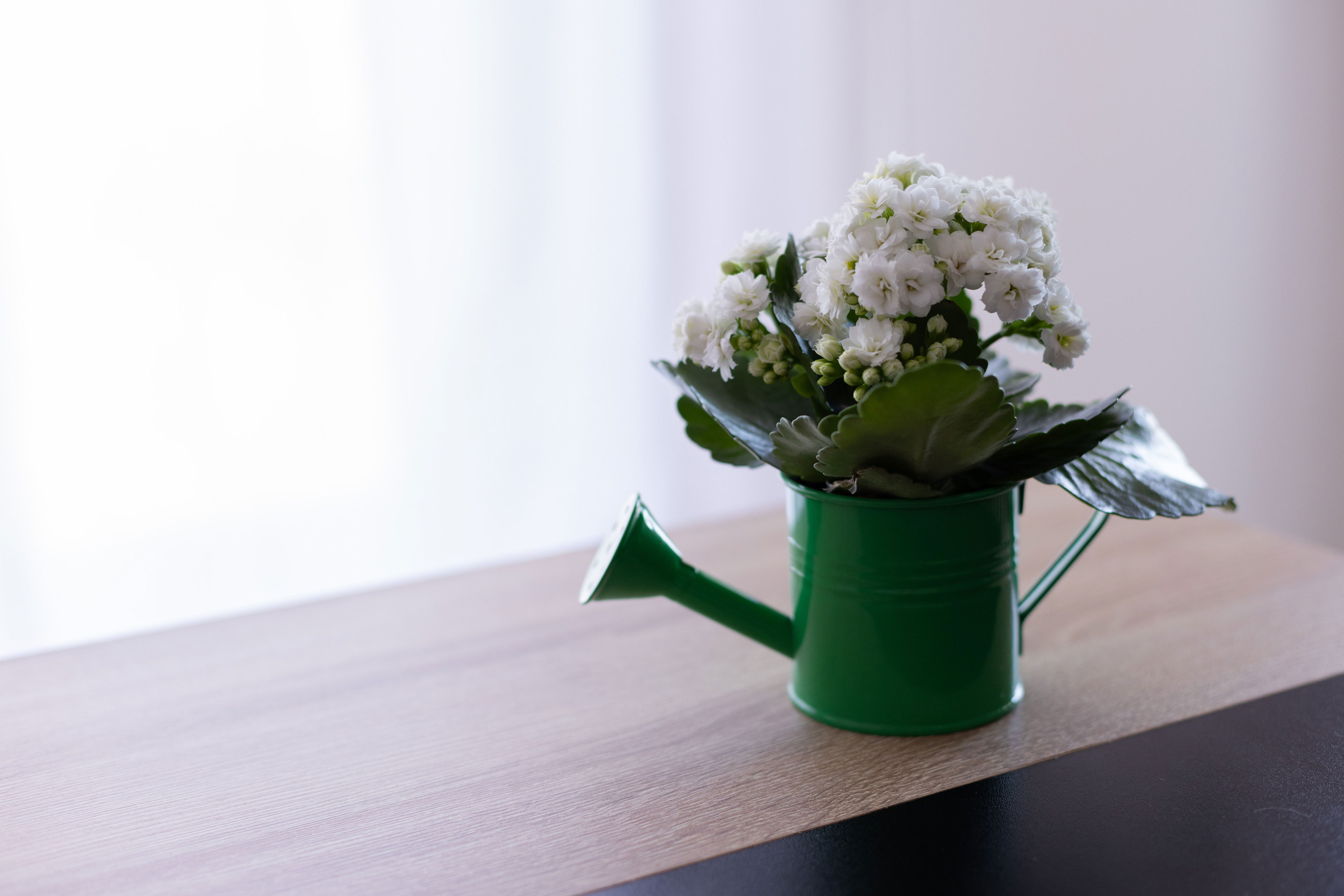 Kalanchoe comes in a multitude of colors.