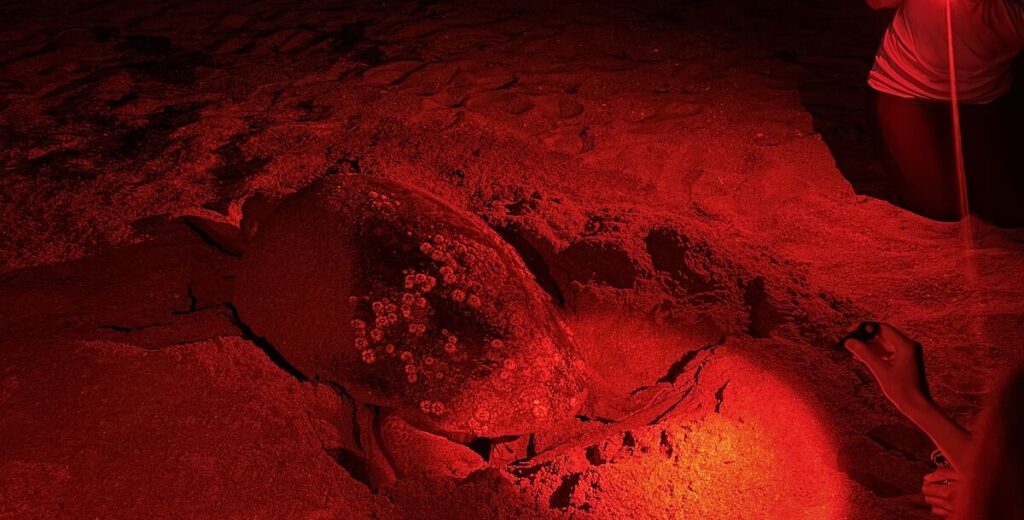 Loggerhead sea turtle nesting on a dark Florida beach under red light during a guided sea turtle walk.